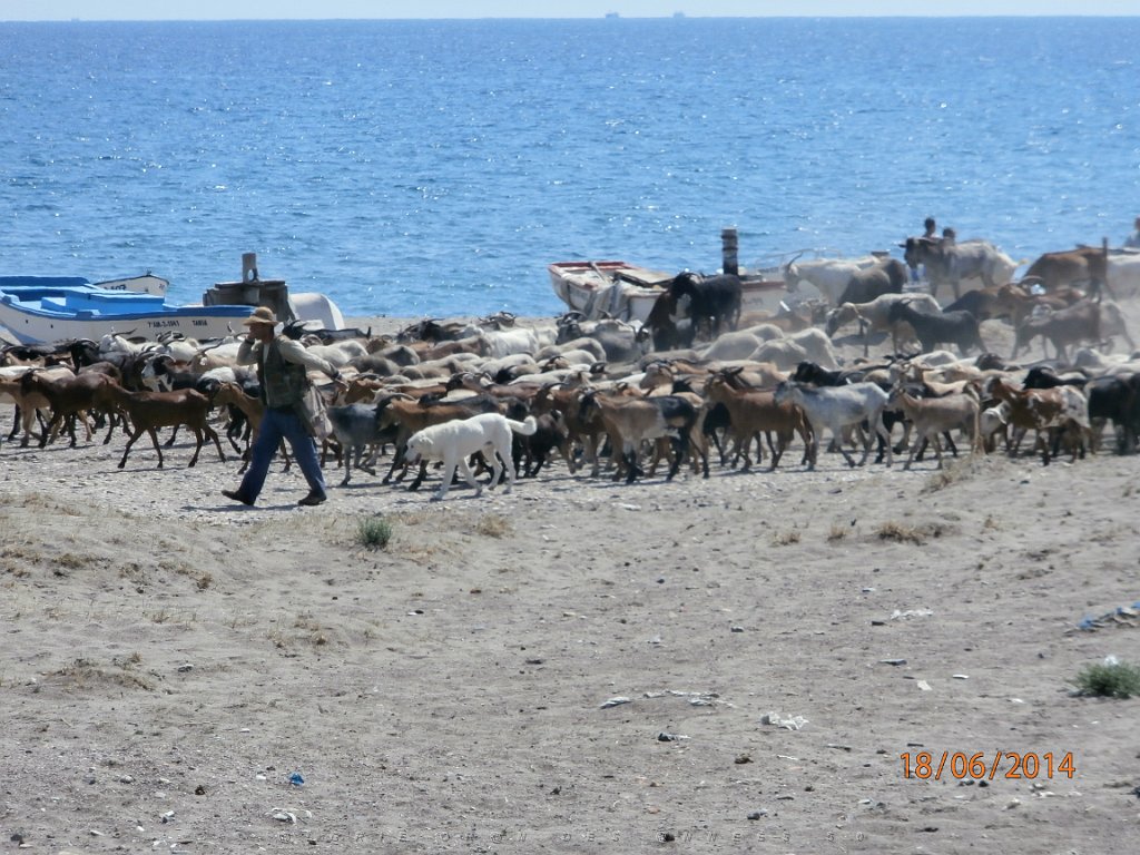 HOMMAGE A N.D. DE SANTA CRUZ A DALIAS 14 ET 15 JUIN 2014 (103).JPG